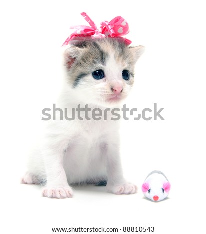 Cute Baby Kitten On White Background With Pink Ribbon Stock Photo ...