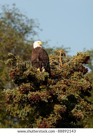 Bald eagle sitting atop an evergreen tree in Katmai National Park, Alaska