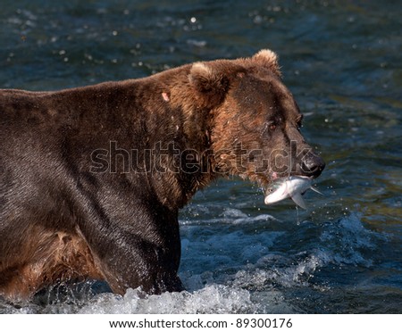 An Alaskan brown bear with a salmon in its mouth at Brooks Falls in Katmai National Park