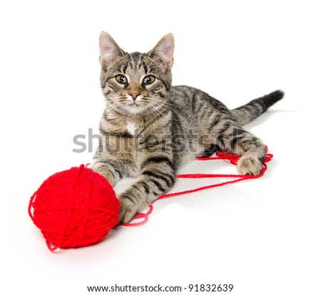 Cute pet tabby cat with red ball of yarn on white background