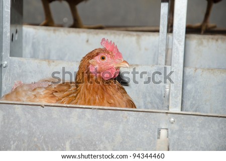 A chicken laying an egg inside of a nesting box on a farm in Illinois