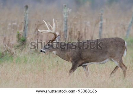 Large whitetailed deer buck standing in a meadow on foggy morning