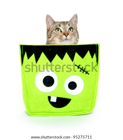 Cute pet tabby cat sitting in Halloween bag on white background