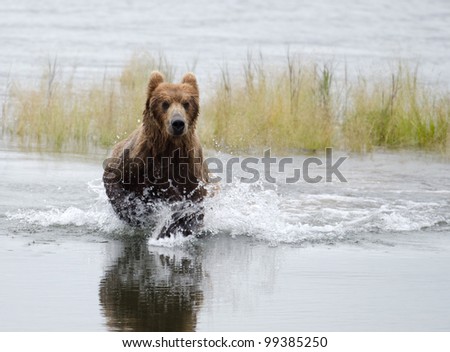 An Alaskan brown bear running through water fishing for salmon in Katmai National Park