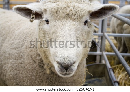 Curious Sheep, sheep staring into camera, clean animal at a show