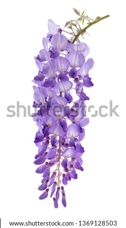 Similar – Image, Stock Photo Lila. Branch with flower buds, apple branch, cherry branch