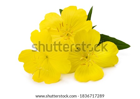 Similar – Image, Stock Photo Flowers in the evening sun