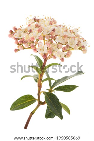 Laurestine flowers  (Viburnum tinus) isolated on white background Foto d'archivio © 