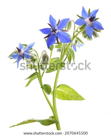 Similar – Image, Stock Photo A blue borage (Borago officinalis) involler flower. Next to it others, whose flower is still closed