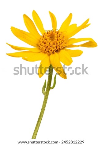 Similar – Image, Stock Photo White wild flowers on a light blue background