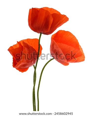 Similar – Image, Stock Photo white poppy blossom in front of an orange background, macro shot