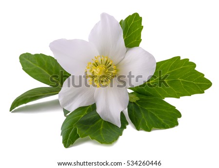 Similar – Image, Stock Photo Christmas rose, Helleborus niger; flower