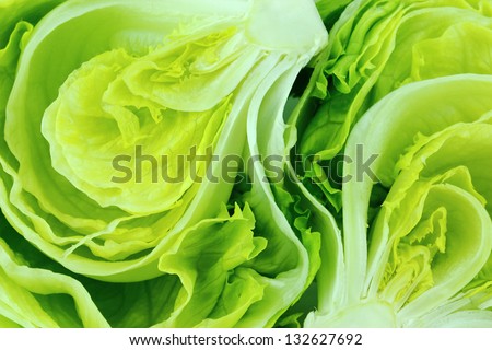 Fresh Green Iceberg lettuce .