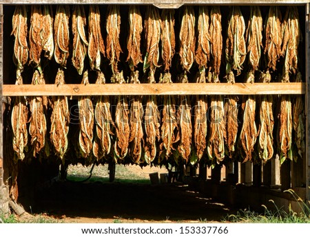 Harvested tobacco leaves hanging on racks for drying in sunlight in a rural farm barn