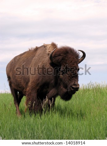 Bison standing alone on the American West Prairie in western South Dakota