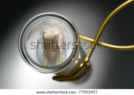 Miniature toy calf farm animal inside a science research laboratory test tube filled with thick solution as a metaphor for a scientific experiment with genetically engineered beef meat