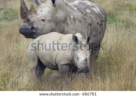 Baby Rhino close to a protective mother Rhino