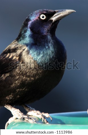 Beautiful Common Grackle Closeup showing the bird\'s iridescent black feathers with blue head and a yellow eye.  This bird was at a bird feeder in Ohio.