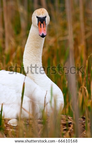 Wild Mother Swan Sitting On Nest and Looking Directly At Camera