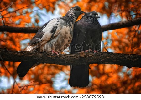 Pair of pigeons birds in love