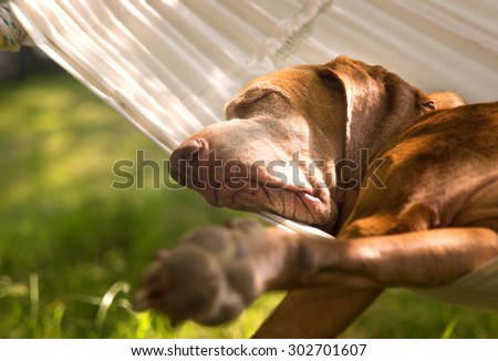 Relaxing dog