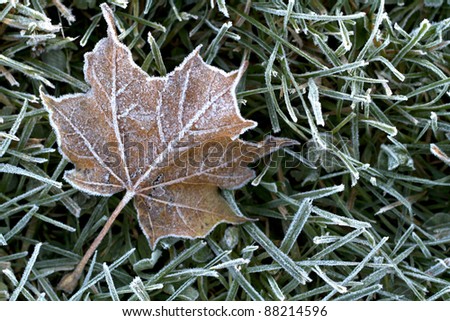 Closeup of early morning hoar frost sparkling on fallen maple leaves in autumn. Horizontal format.