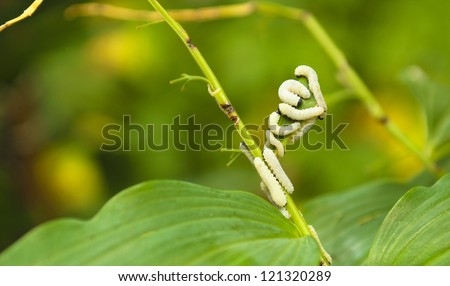Little white of the moth larvae eat the vegetation in the summer.