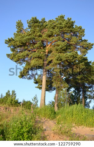 Summer in pinewood with blue sky, Russia