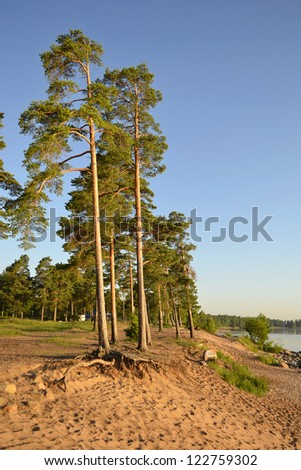 Summer in pinewood with blue sky, Russia