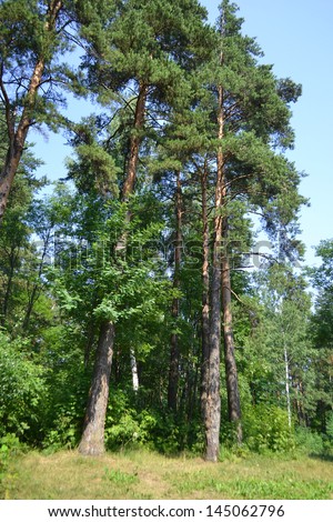 Russian nature - pine forest in summer, the Karelian Isthmus