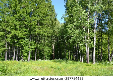 Trees in a summer forest, Russia.