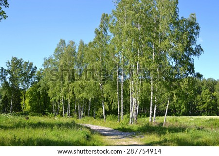 Trees in a summer forest, Russia.