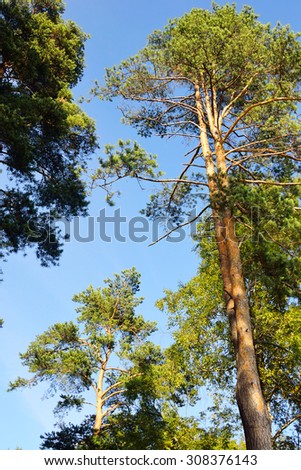 Pine forest in summer in the Karelian Isthmus, Russia.