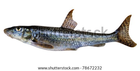 Gudgeon (Gobio Gobio) - A Small Freshwater Fish, Family Cyprinidae ...