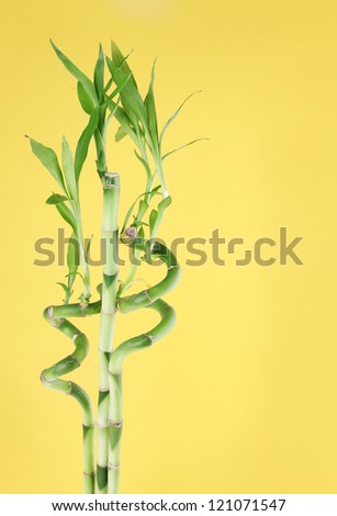 lucky bamboo on yellow background