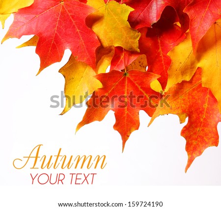 Maple leafs with copy space over white background. Fall or Autumn