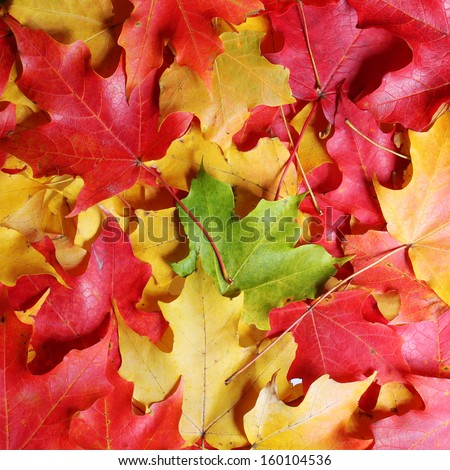 Autumn Maple Leaves background. Colored leafs. Fall