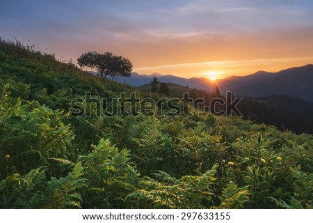 Carpathian Mountains. The sun sets behind the mountains, a fern at sunset