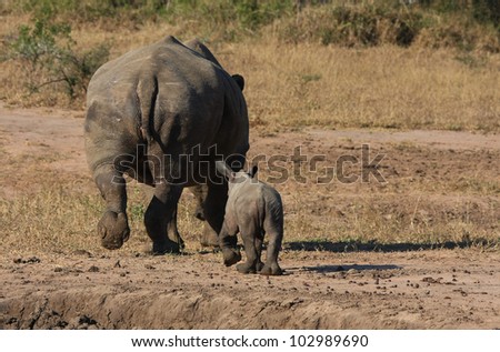 Mother and baby white rhino