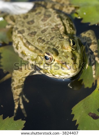 A frog floating and looking at the camera