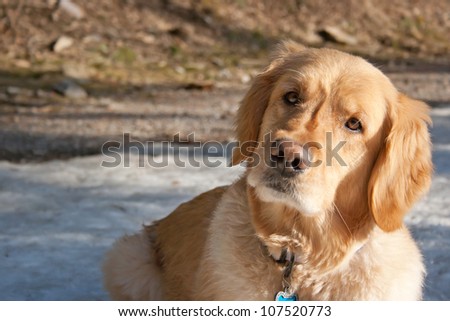 A golden retriever with head turned sideways curiously/curious dog/what?