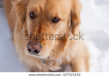 A golden retriever in the snow/golden Retriever/Great Dog