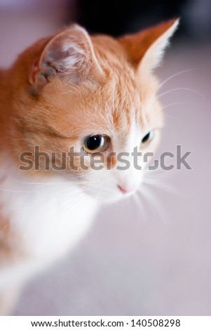 Orange cat with white face
