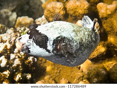 fish hedgehog - fish at the Red Sea