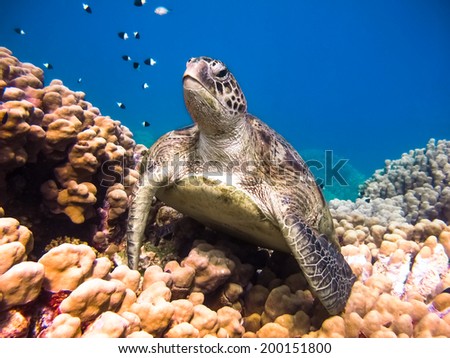 Green sea turtle. Egypt. Red Sea