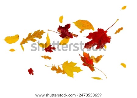 Similar – Image, Stock Photo yellow fallen leaves fly in the autumn park. Idyllic scene in the afternoon in an empty park