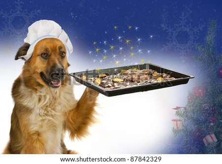 Dog with a chef´s hat is offering christmas cakes