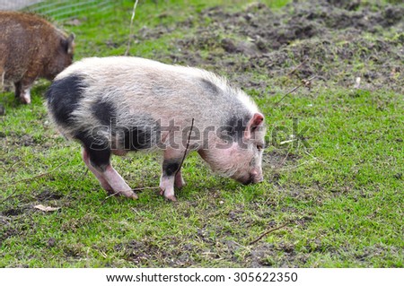 Young farm pig is eating on green grass