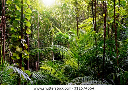 Jungle background, Krabi, Thailand