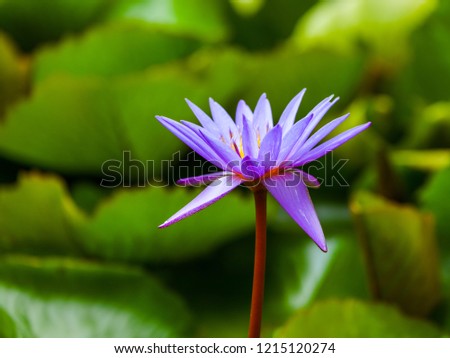 Lotus Lilly
